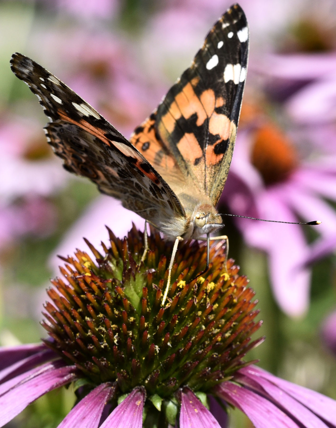 Fair weather butterfly